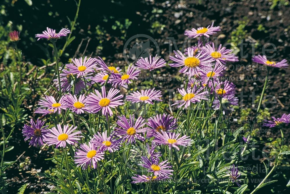 Aster Goliath (Aster) 4