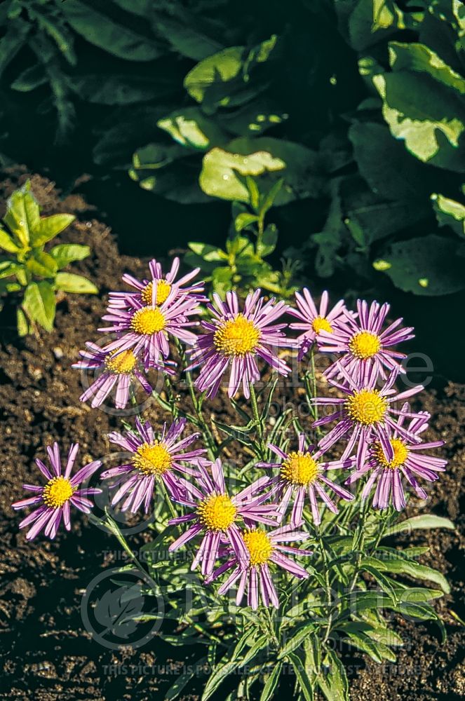 Aster Goliath (Aster) 3