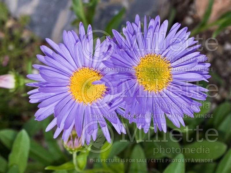 Aster Goliath (Aster) 5