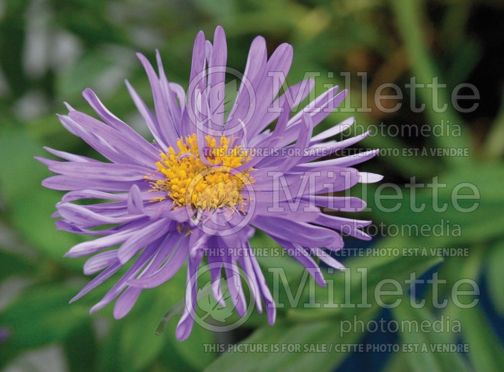 Aster Goliath (Aster) 2