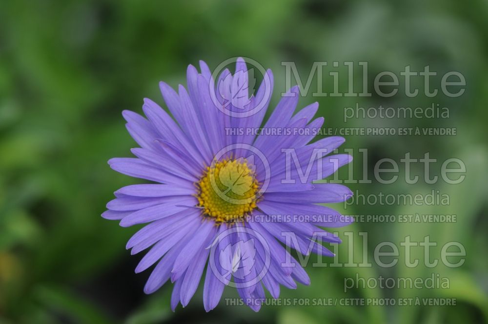 Aster Goliath (Aster) 1