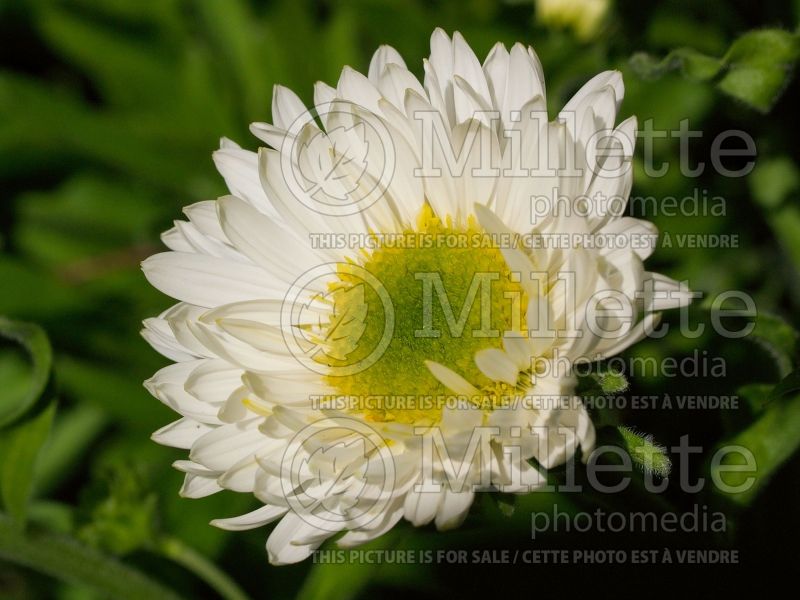 Aster alpinus var. albus (Aster) 1 