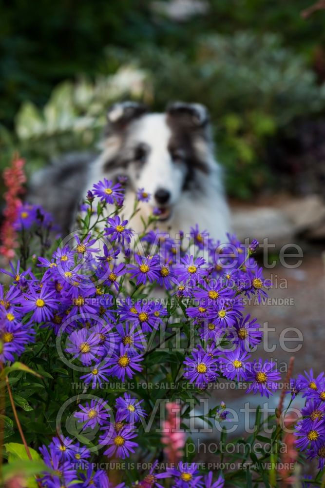 Symphyotrichum Blue Autumn (New England aster) 2