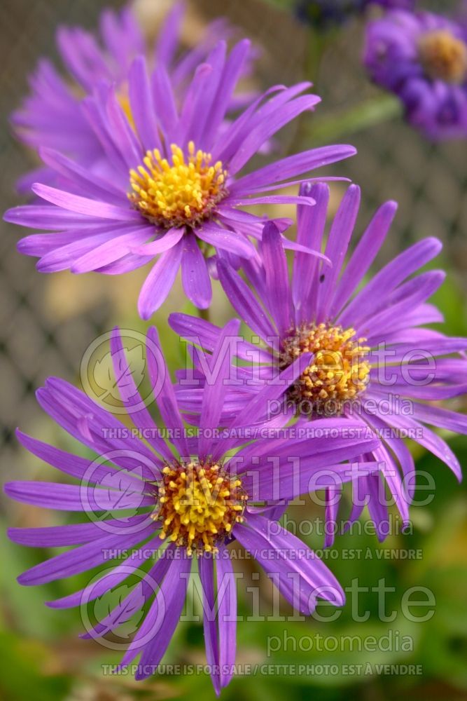 Symphyotrichum Blue Autumn (New England aster) 1