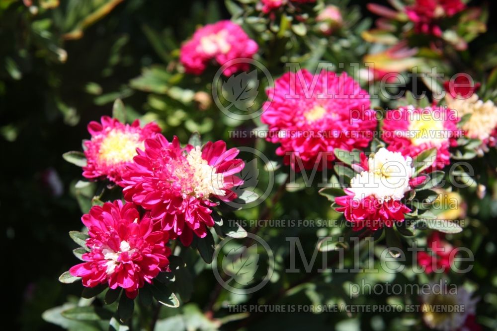 Aster Pompon Scarlet or Symphyotrichum oblongifolium (Chinese aster) 1