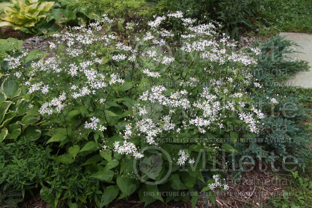 Eurybia divaricata aka Aster divaricatus (Wood aster) 1