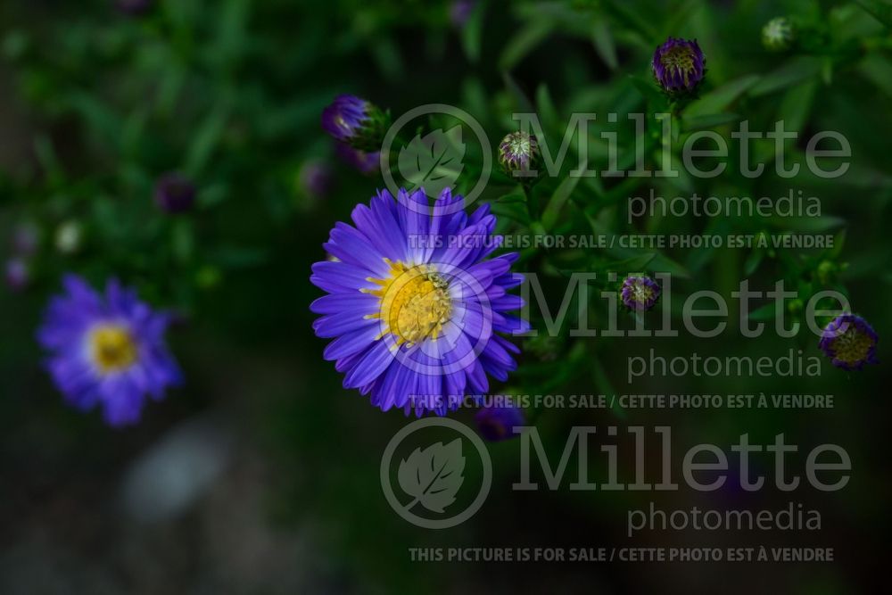 Aster Dragon (Aster) 1