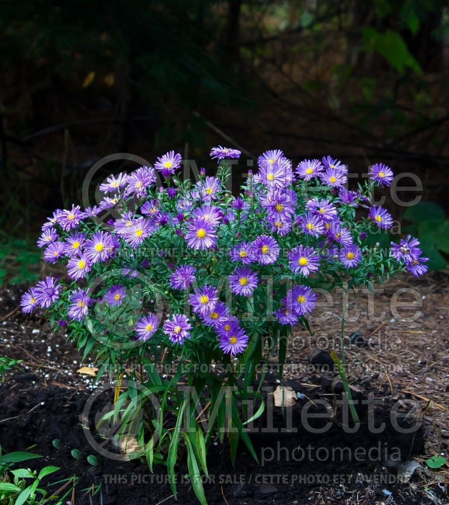 Aster Violet Carpet (Aster) 1 