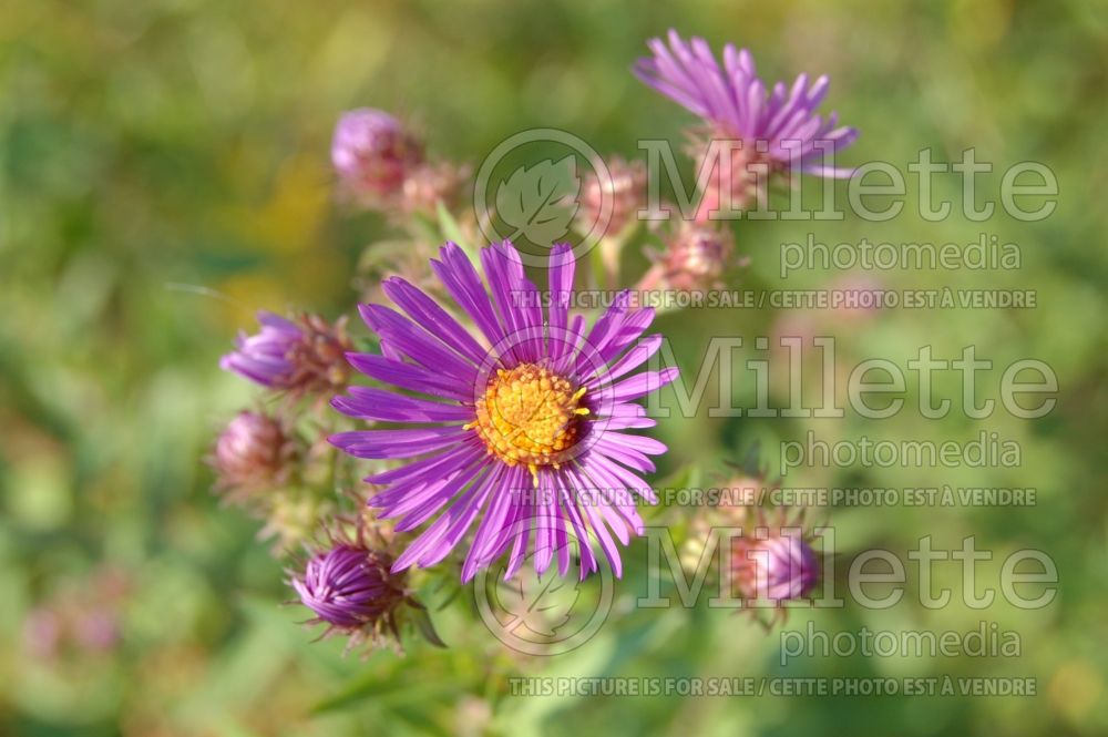 Aster Wood's Purple (Aster)  