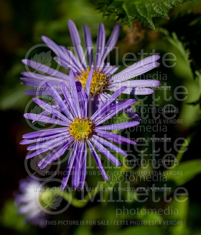 Aster Monch (Aster)  1 