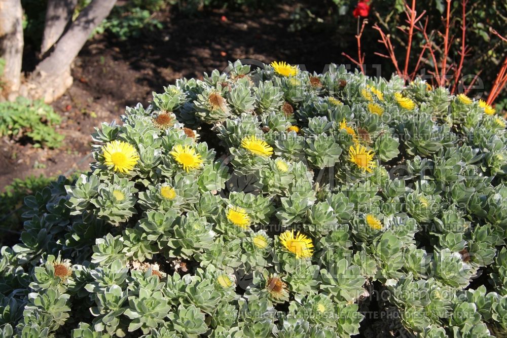 Asteriscus sericeus (Canary Island Daisy) 2 