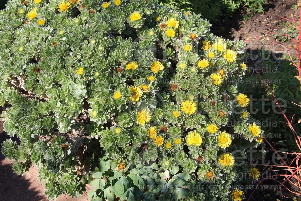 Asteriscus sericeus (Canary Island Daisy) 1 