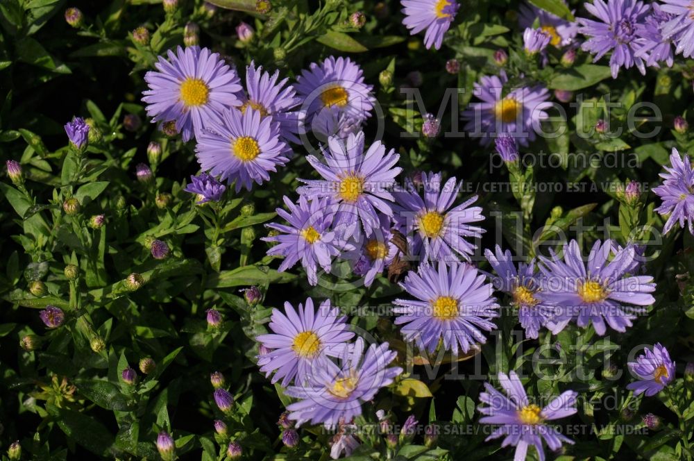 Aster Kickin Lavender  (Aster) 3