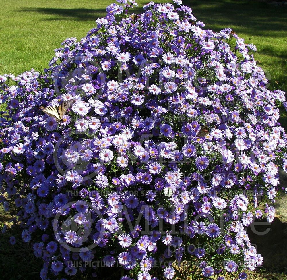 Aster KICKIN Lavender (Aster) 1