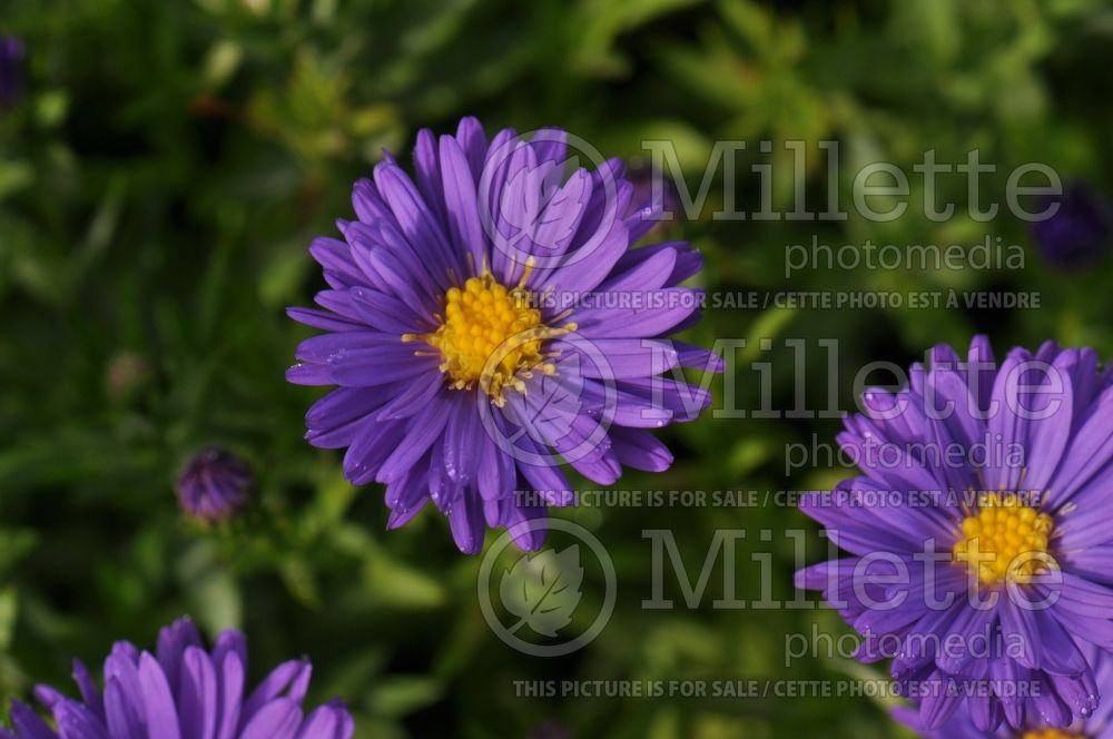 Aster Kickin Lilac Blue (Aster) 4