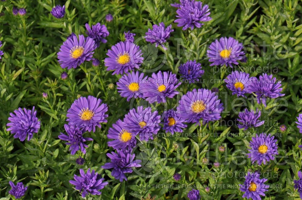 Aster Kickin Lilac Blue (Aster) 3