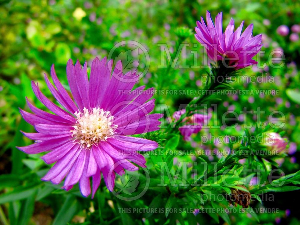 Aster Kickin Lilac Blue (Aster) 2