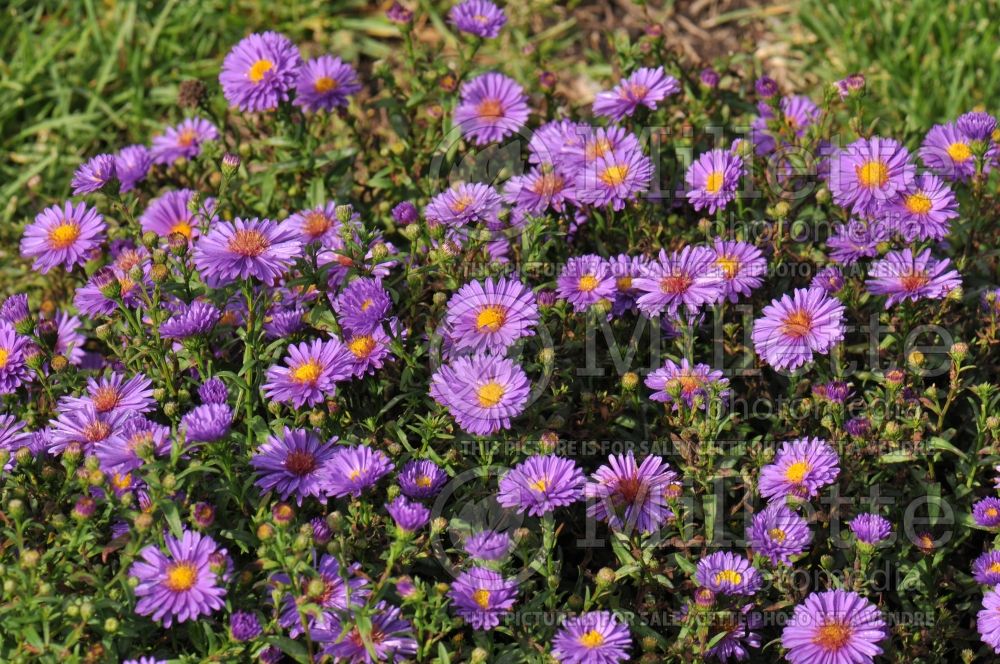 Aster Kickin Mauve (Aster) 1