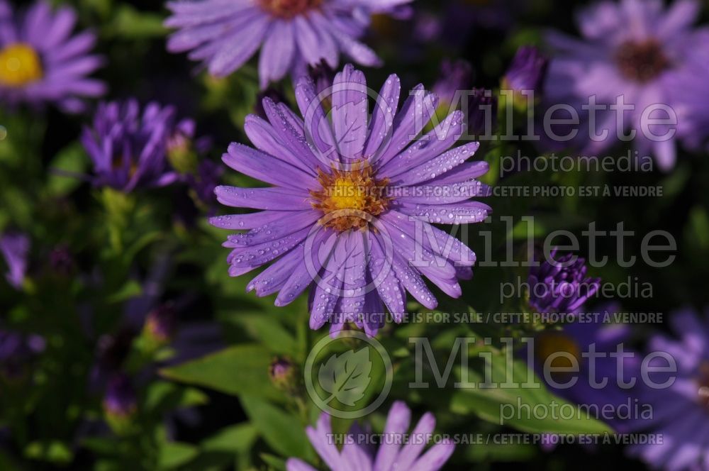 Aster Kickin Purple (Aster) 1