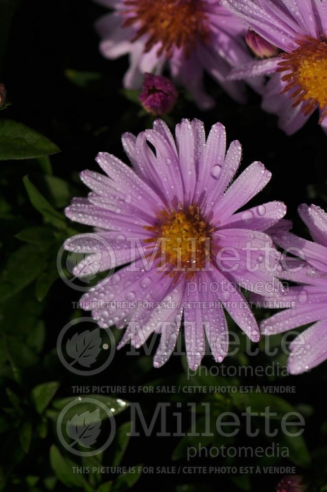 Aster Kickin Silver Pink (Aster) 1