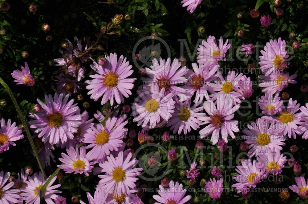 Aster Kickin Silver Pink (Aster) 2