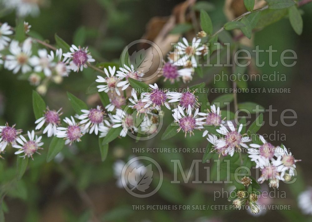 Aster Lady in Black (Aster) 1