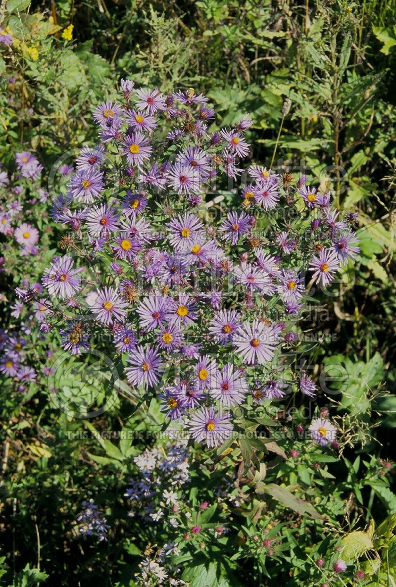 Symphyotrichum novae-angliae (Aster)  1