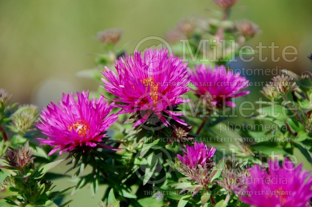 Symphyotrichum Vibrant Dome (New England aster) 3