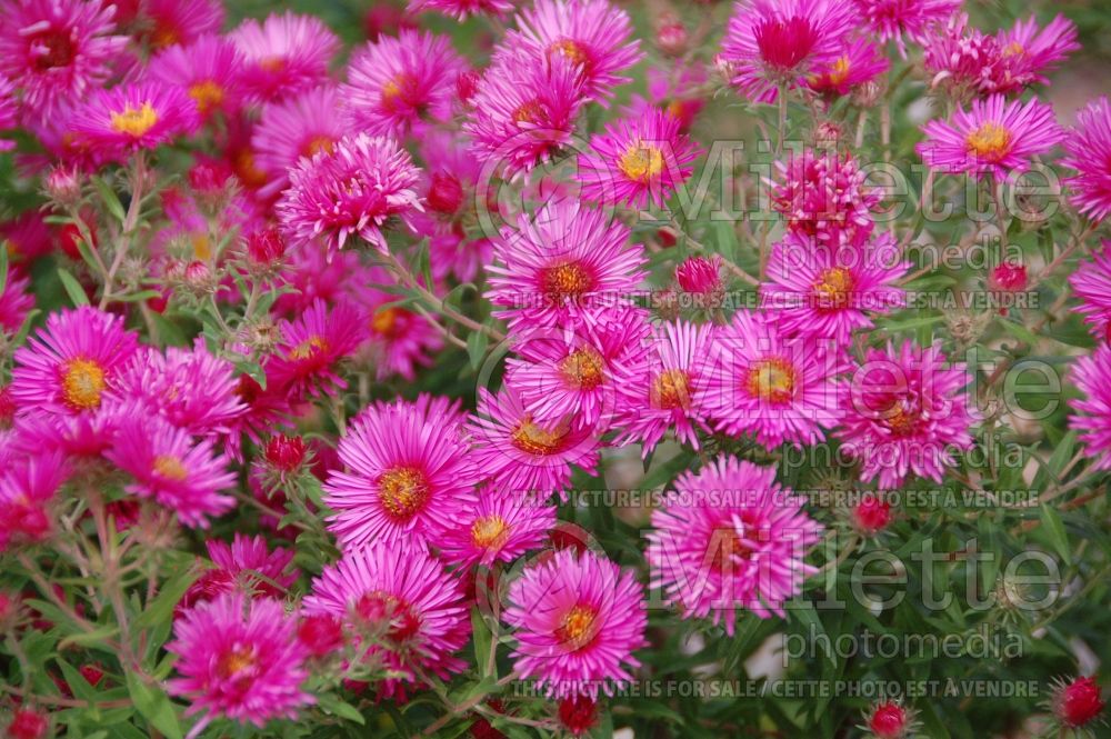 Symphyotrichum Vibrant Dome (New England aster) 2