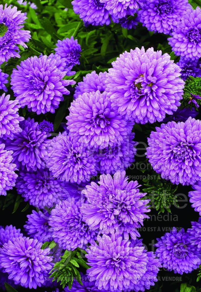 Aster Henry (aster) 1