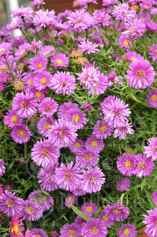 Aster Pink MagicCarlow (aster) 5