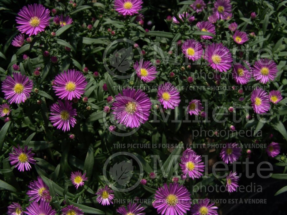 Aster Pink MagicCarlow (aster) 1