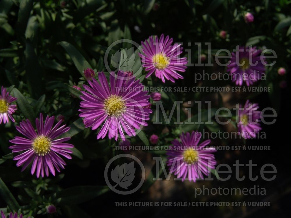 Aster Pink MagicCarlow (aster) 2