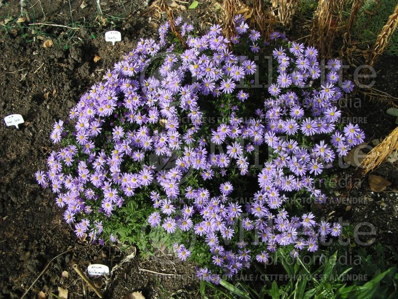 Aster Lady in Blue (aster) 1