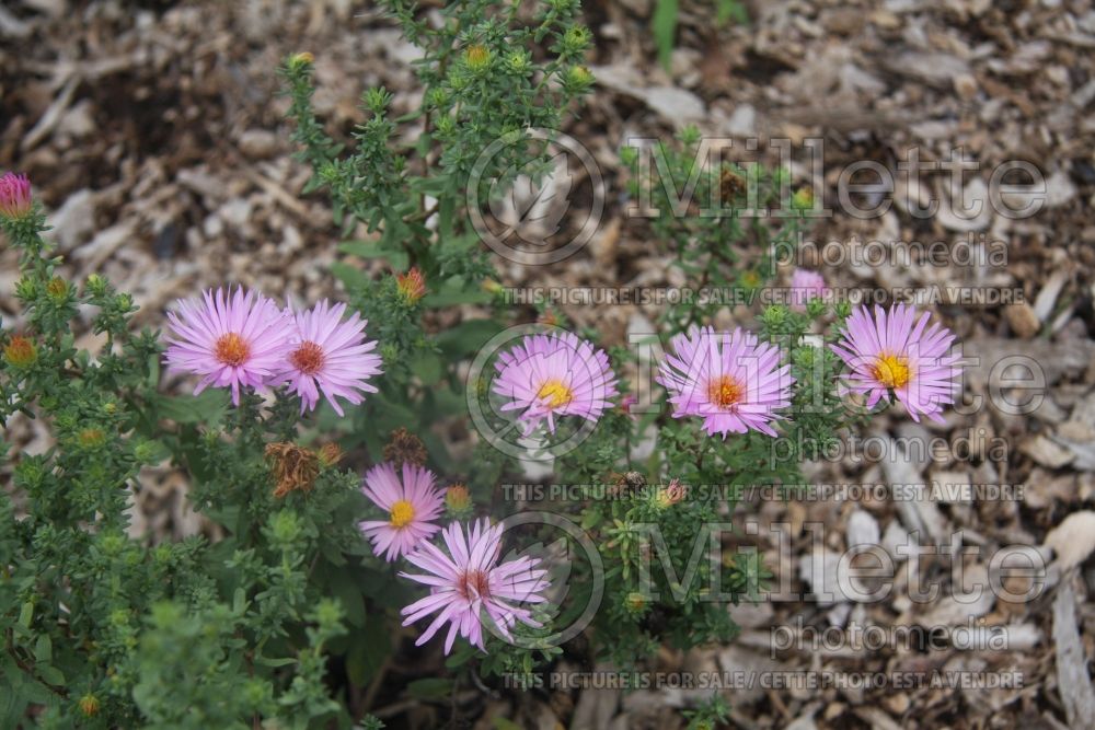 Aster Dream of Beauty (Aromatic aster) 1