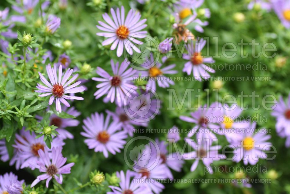 Aster October Skies or Symphyotrichum oblongifolium (Aromatic aster) 2