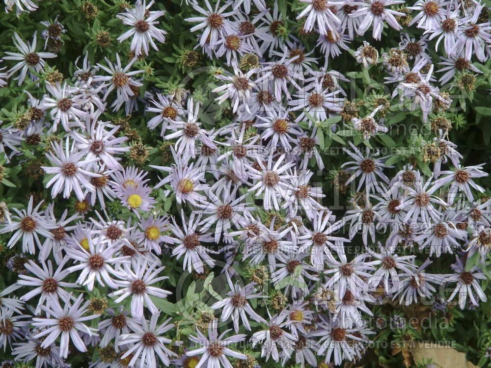 Aster Raydon’s Favorite (Aromatic aster) 1