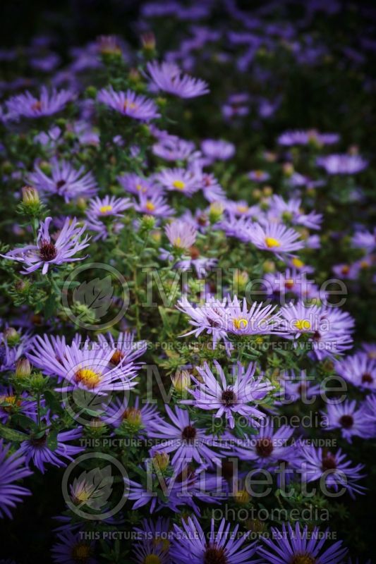 Aster Raydon’s Favorite (Aromatic aster) 3