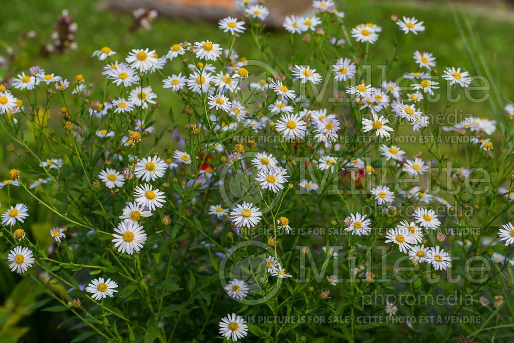 Asteromoea Summer Showers (Japanese aster) 1