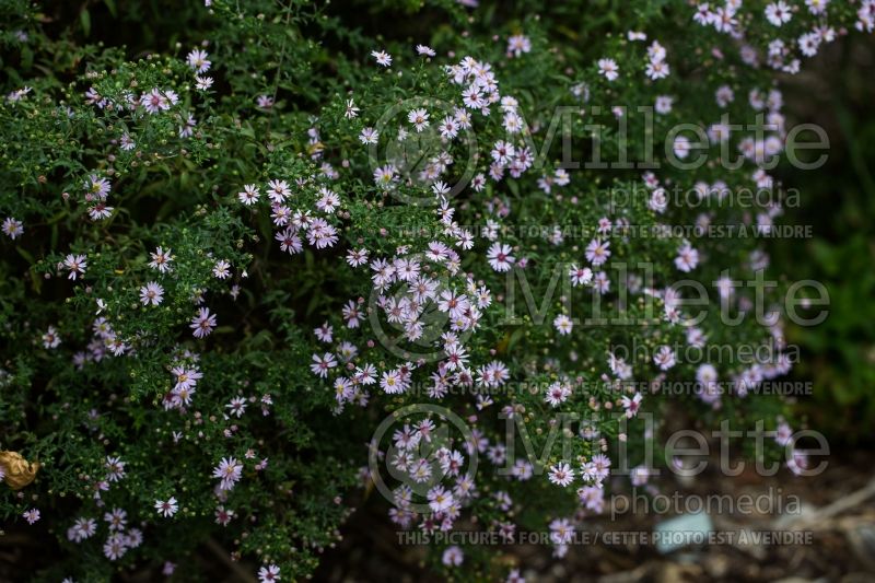 Symphyotrichum Coombe Fishacre (New England aster) 1