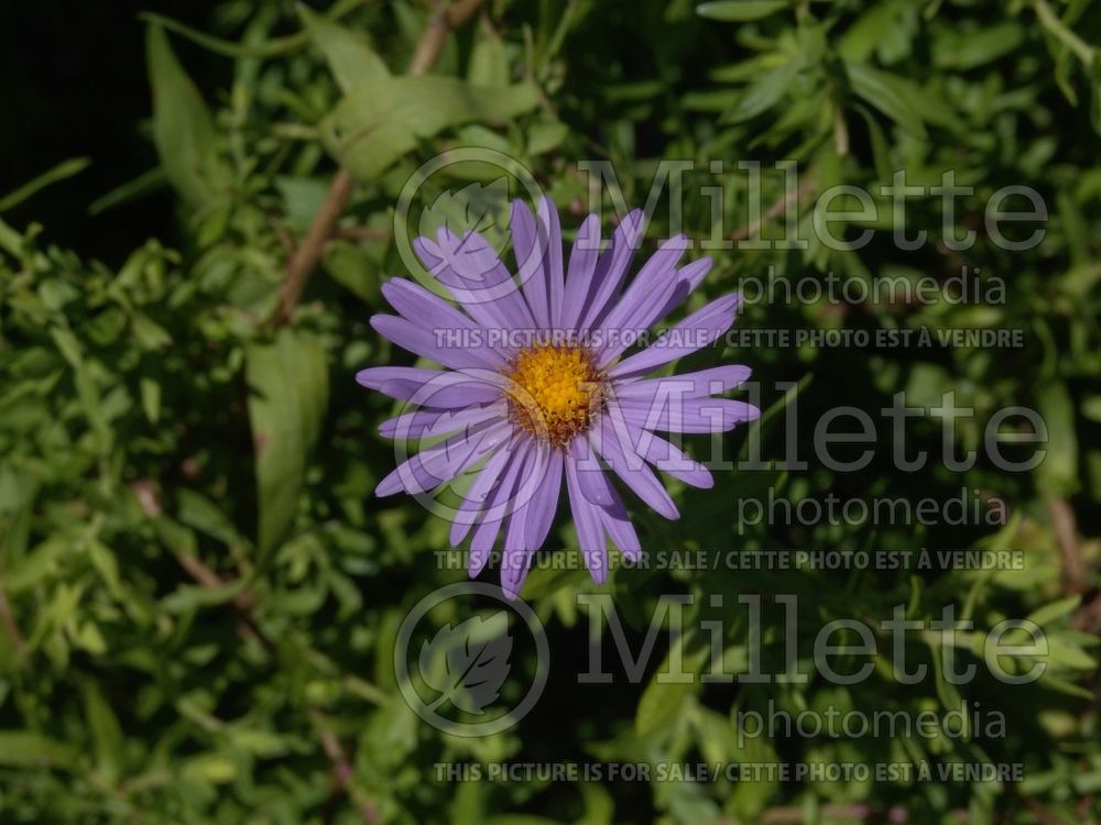 Aster October Skies or Symphyotrichum oblongifolium (Aromatic aster) 3