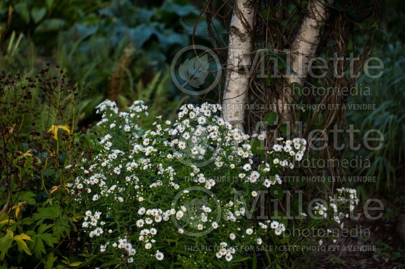 Aster Puff (Aster) 1