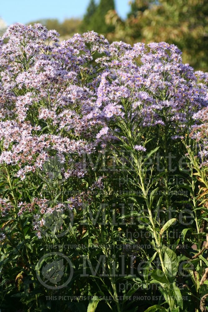 Aster tataricus (Aster) 1