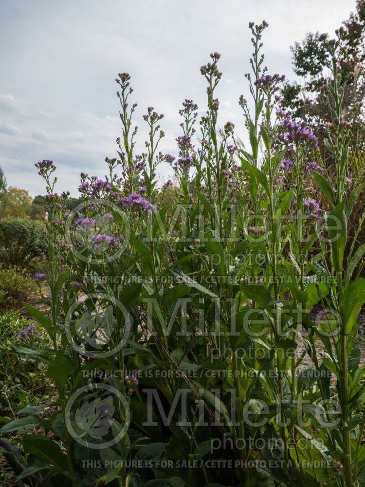 Aster Jindai (Aster) 4