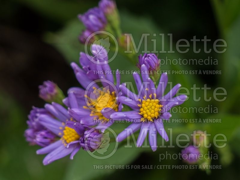 Aster Jindai (Aster) 3