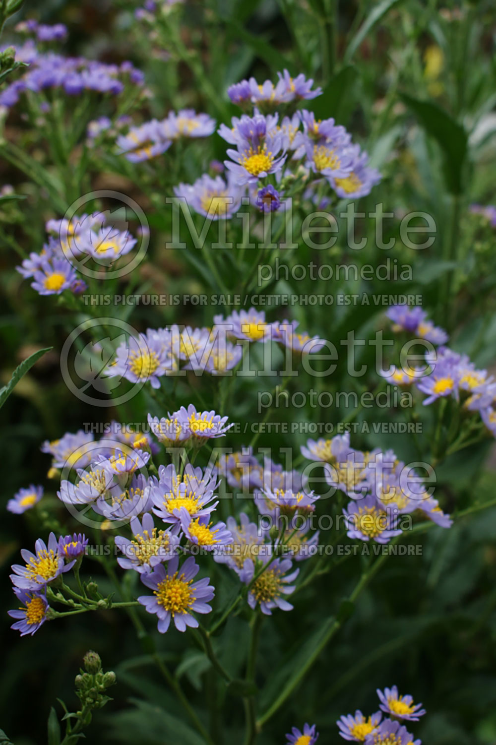 Aster Jindai (Aster) 1