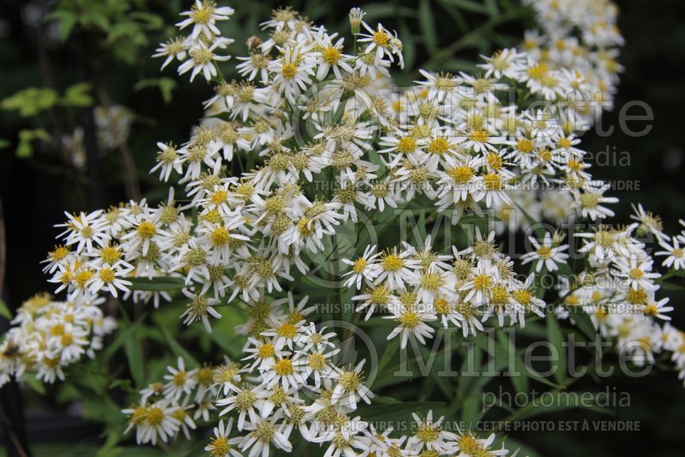 Aster umbellatus  (Aster) 1