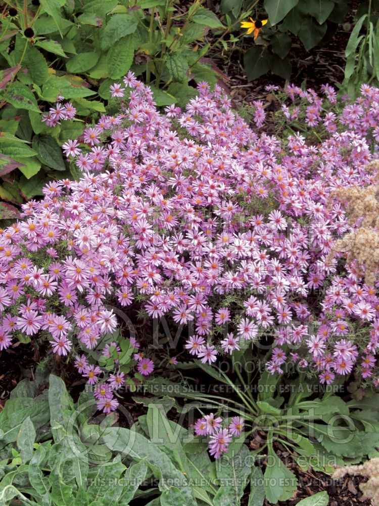 Aster Wood's Pink (Aster)   2