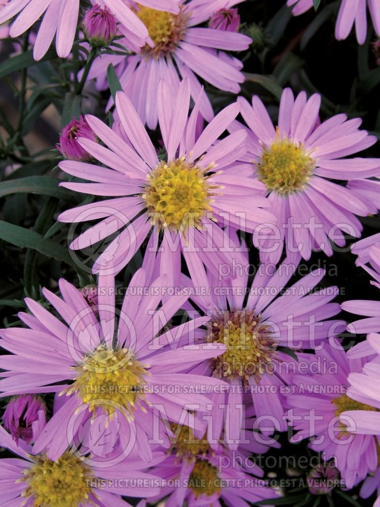 Aster Wood's Pink (Aster)   1