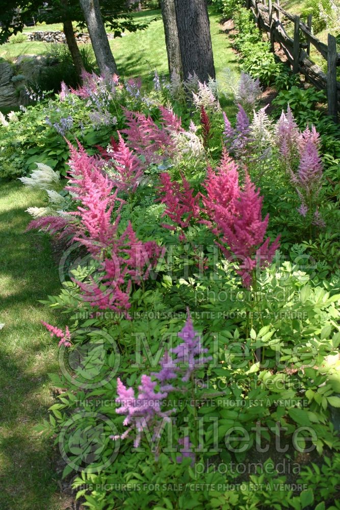 Astilbe Mix (Astilbe) 1 